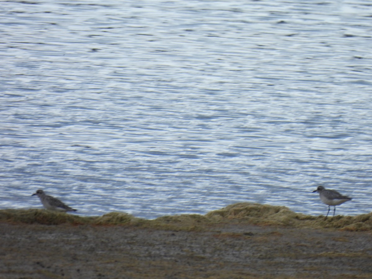 Pivieressa - ML644404059