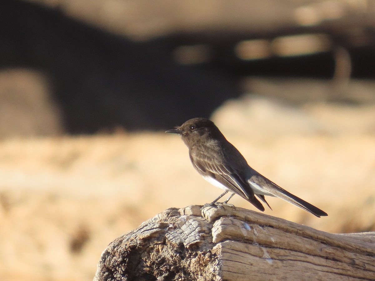 Black Phoebe - Ripley Kindervater