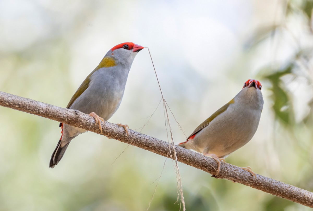 Краснобровая амадина - ML644404085