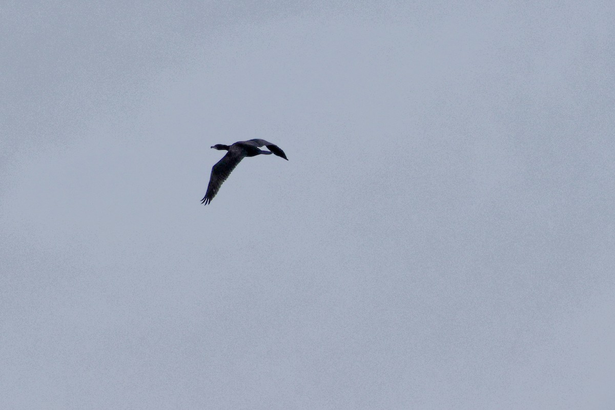 storskarv - ML644404097