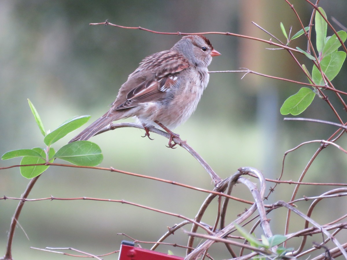 גיבתונית לבנת-כיפה - ML644404098