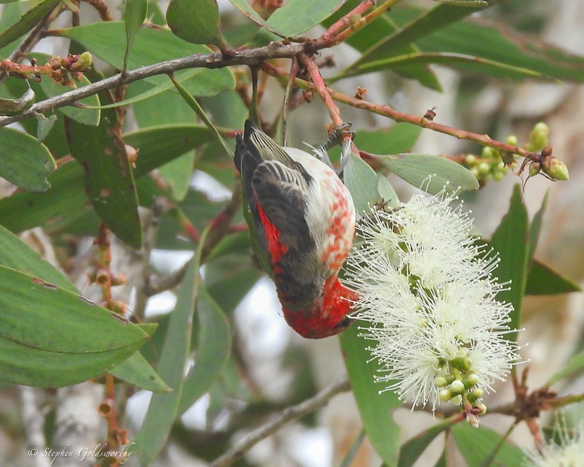 クレナイミツスイ - ML644404099
