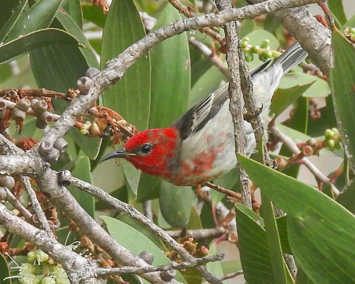 クレナイミツスイ - ML644404101