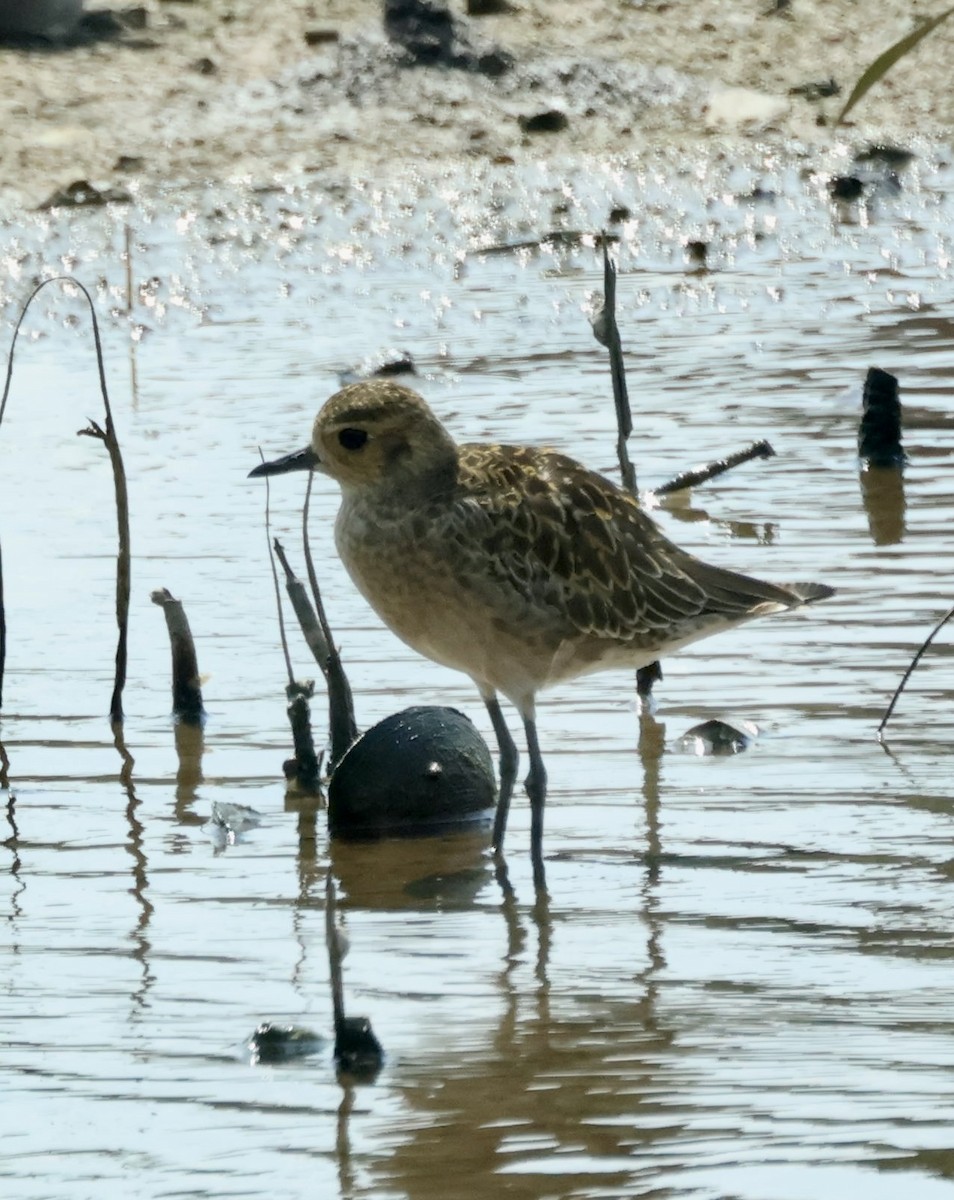 太平洋金斑鴴 - ML644404102