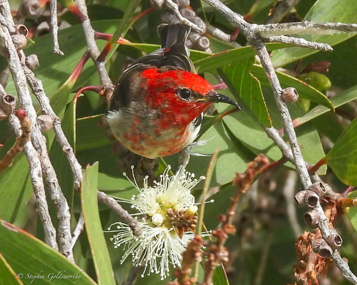 クレナイミツスイ - ML644404109