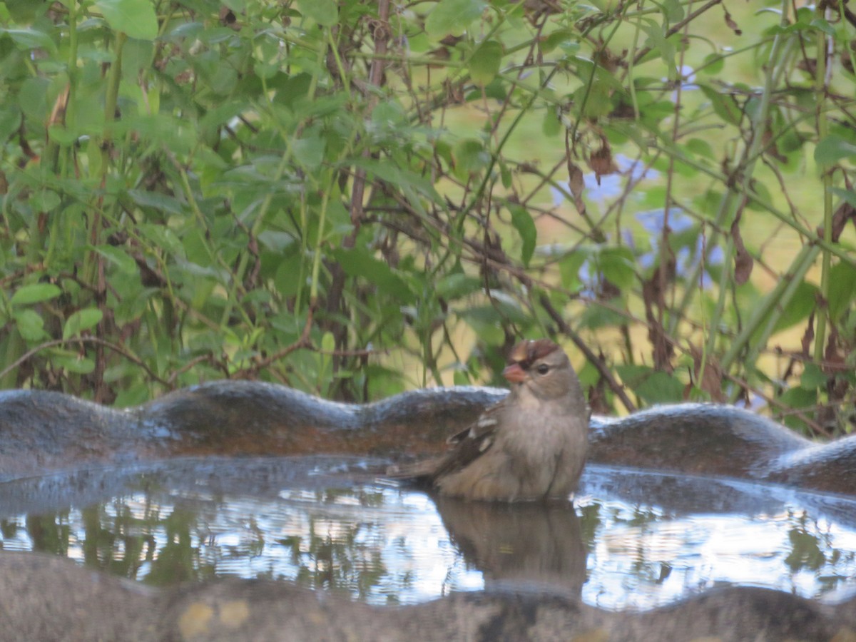 גיבתונית לבנת-כיפה - ML644404113