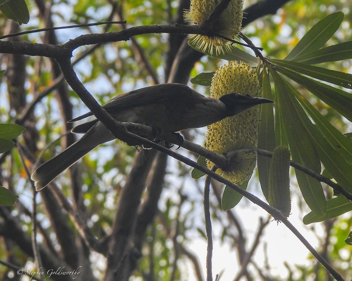 Noisy Friarbird - ML644404114