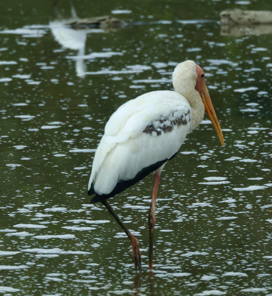 Milky/Painted Stork - ML644404116