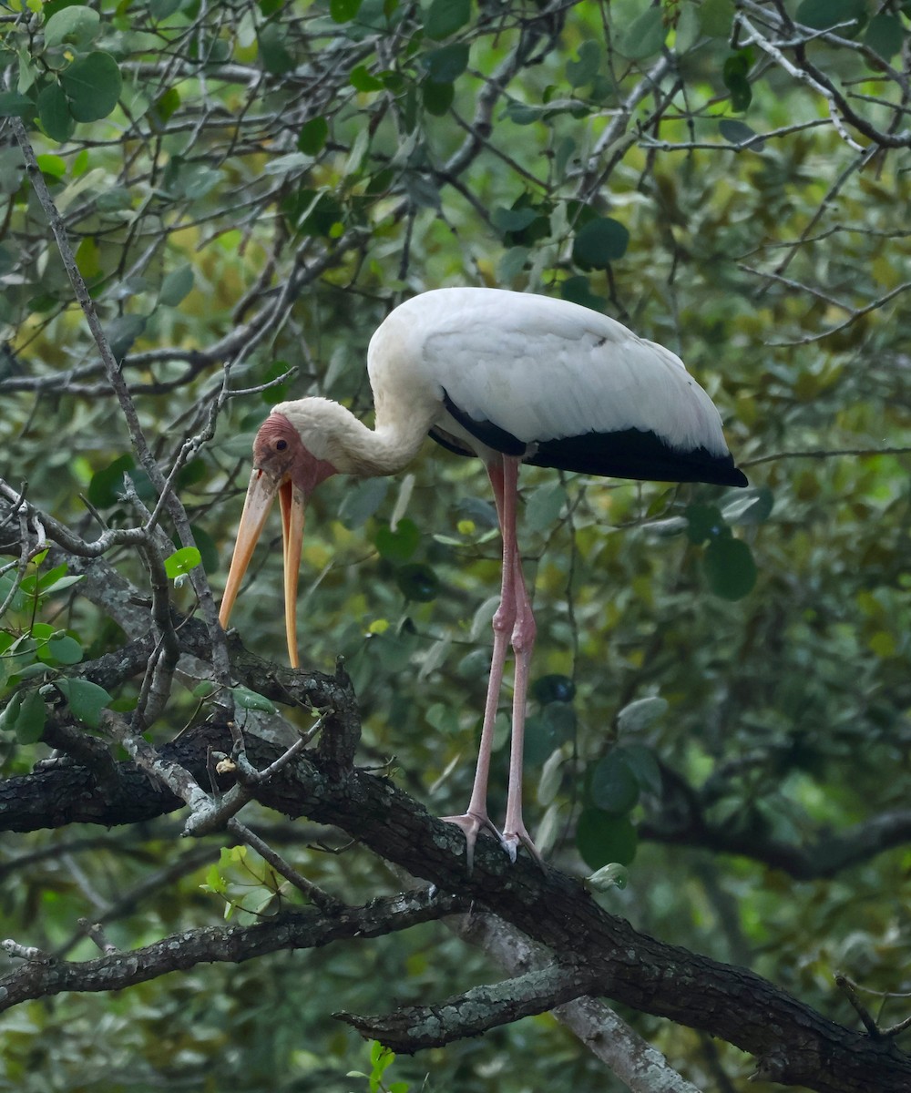 Milky Stork - ML644404123