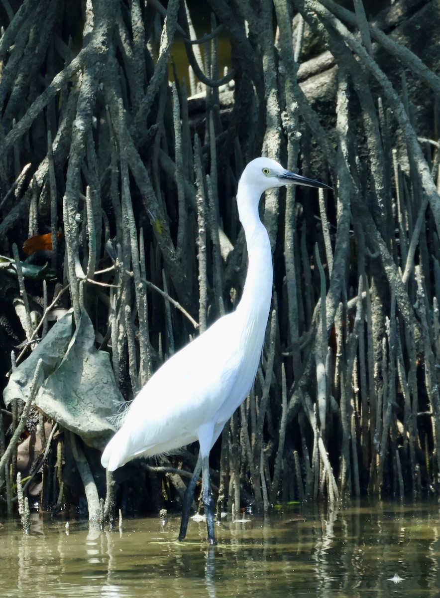 לבנית קטנה - ML644404125