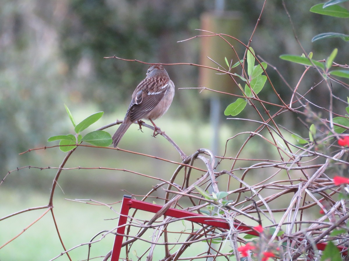 גיבתונית לבנת-כיפה - ML644404129