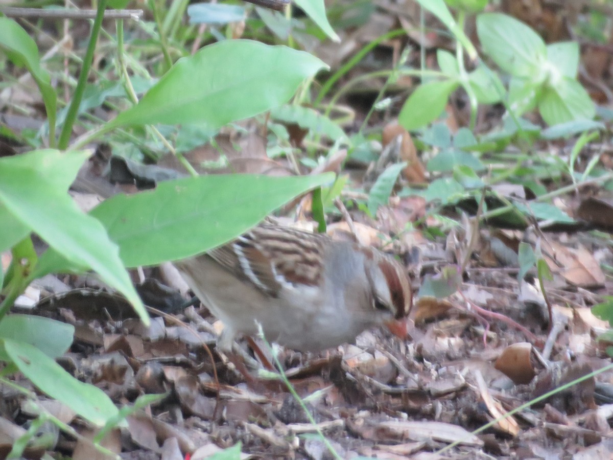 גיבתונית לבנת-כיפה - ML644404130