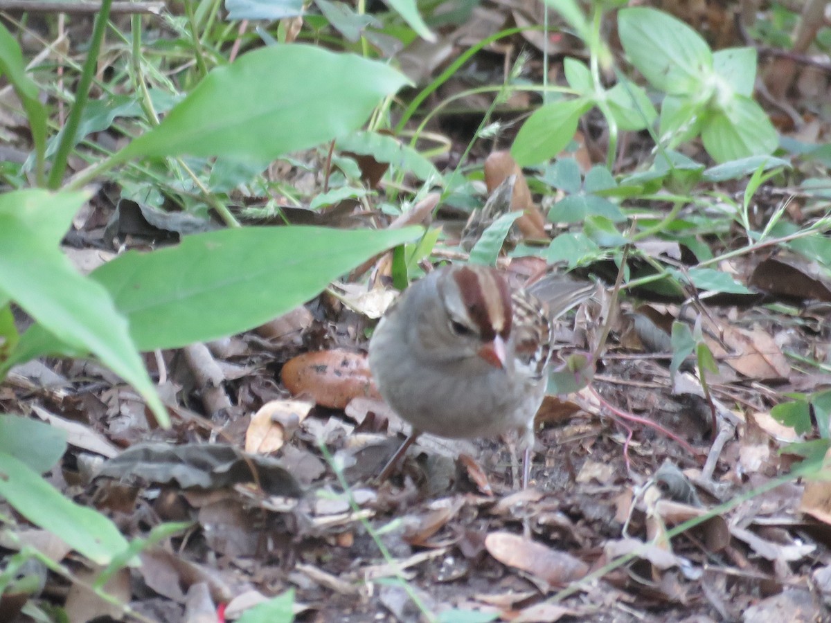 גיבתונית לבנת-כיפה - ML644404131