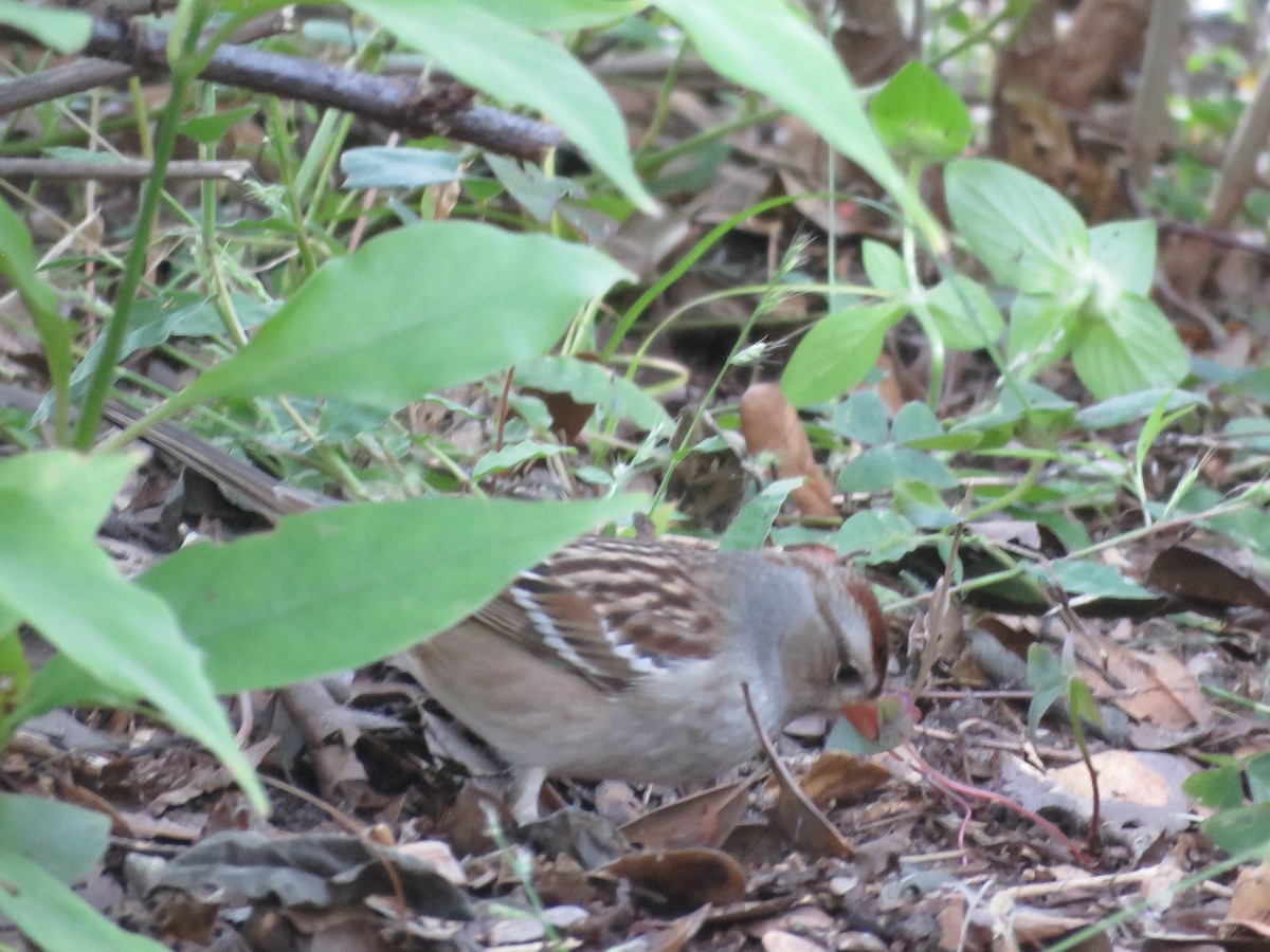 גיבתונית לבנת-כיפה - ML644404132