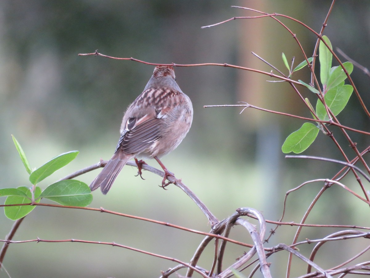 גיבתונית לבנת-כיפה - ML644404133