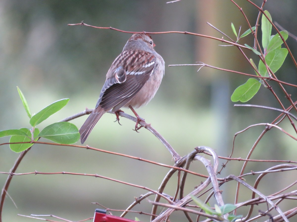 גיבתונית לבנת-כיפה - ML644404134