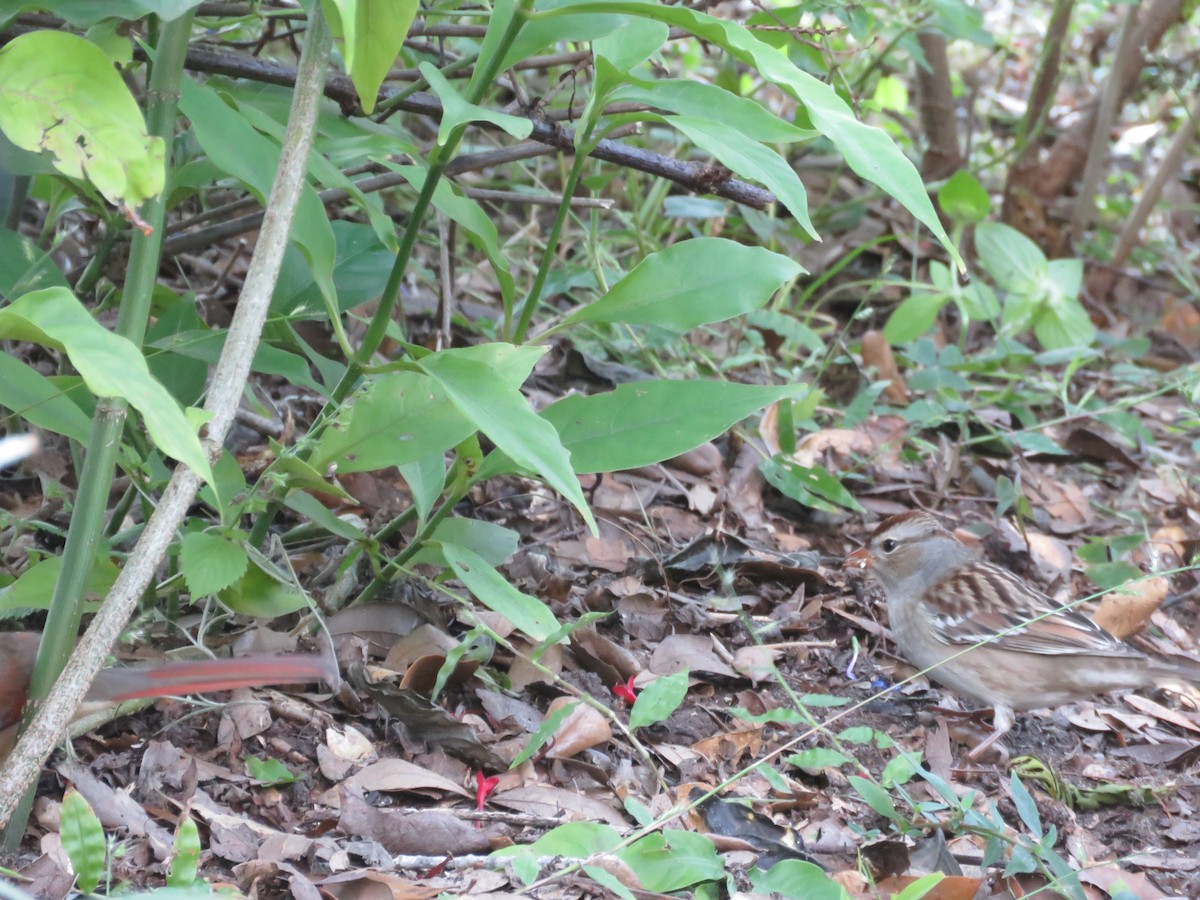 גיבתונית לבנת-כיפה - ML644404135