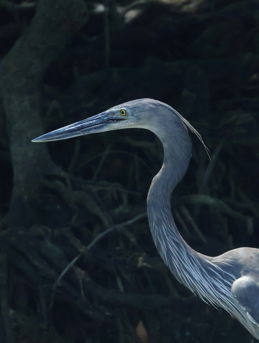 Great-billed Heron - ML644404136