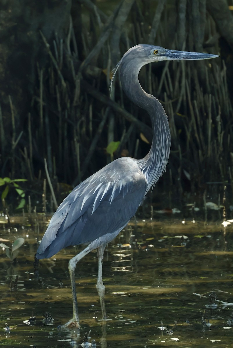 Great-billed Heron - ML644404137