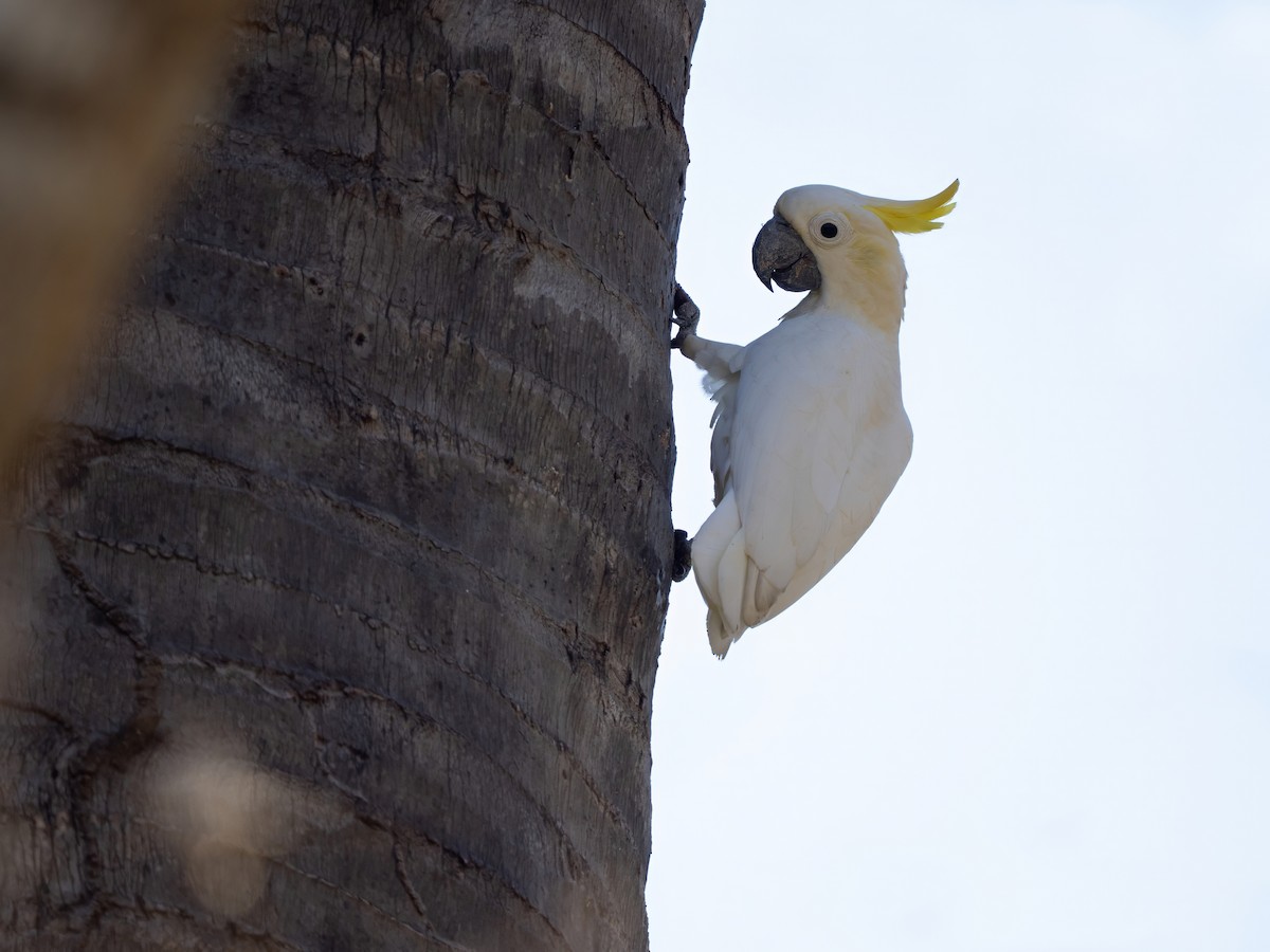 Yellow-crested Cockatoo - ML644404139