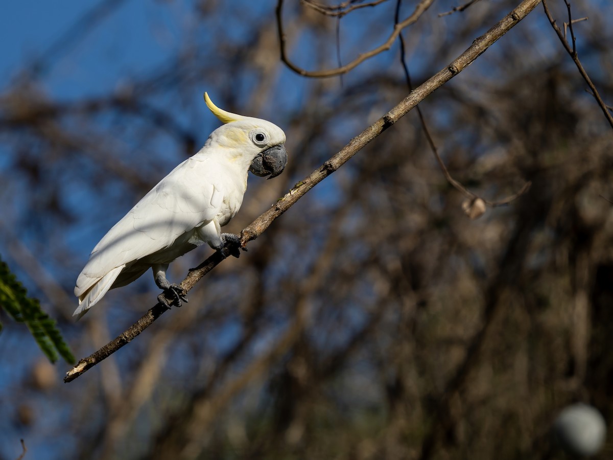 Yellow-crested Cockatoo - ML644404140