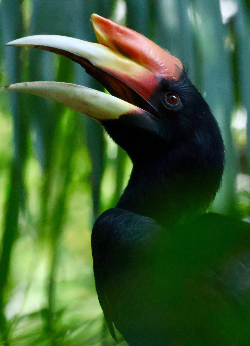 Rhinoceros Hornbill - ML644404144