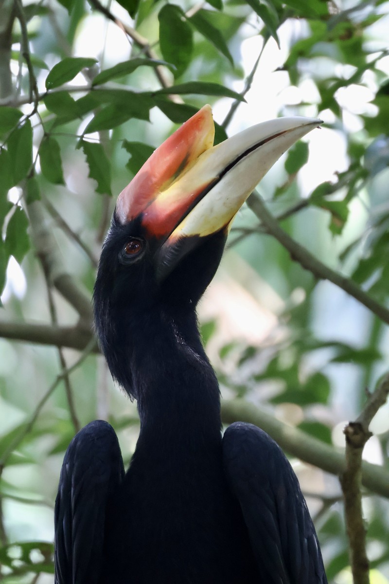 Rhinoceros Hornbill - ML644404145
