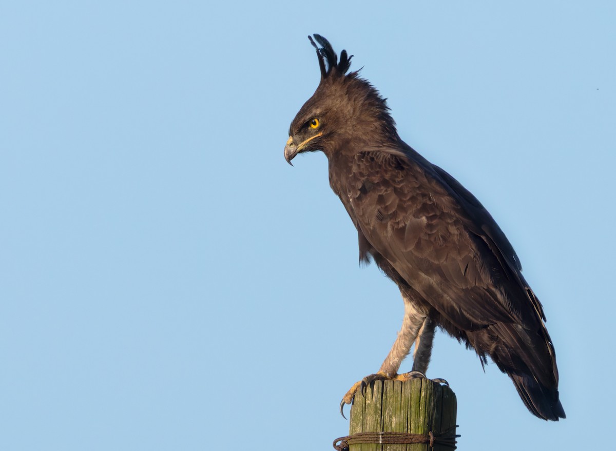 Long-crested Eagle - ML644404165