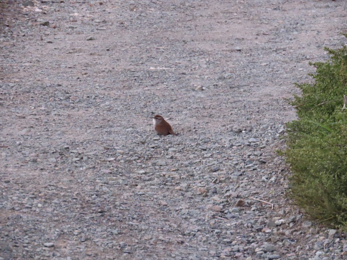 Bewick's Wren - ML644404166