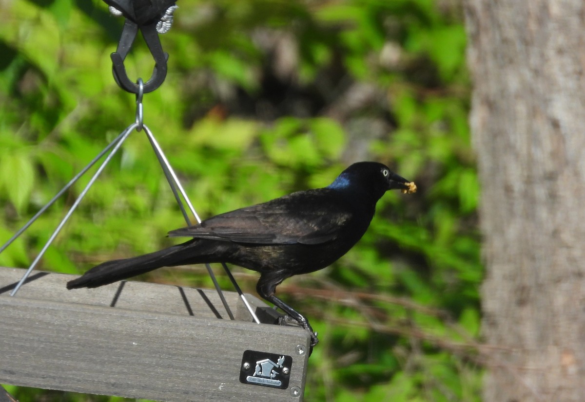 Quiscale bronzé - ML644404175