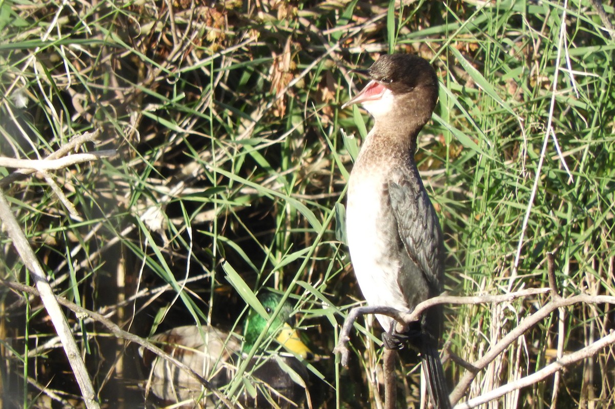 Pygmy Cormorant - ML644404181