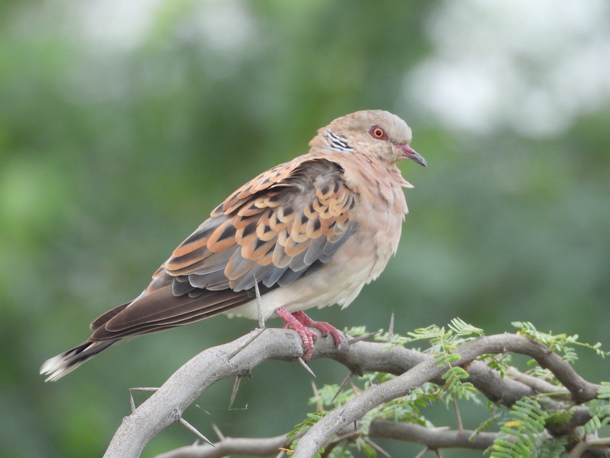 Oriental Turtle-Dove - ML644404193
