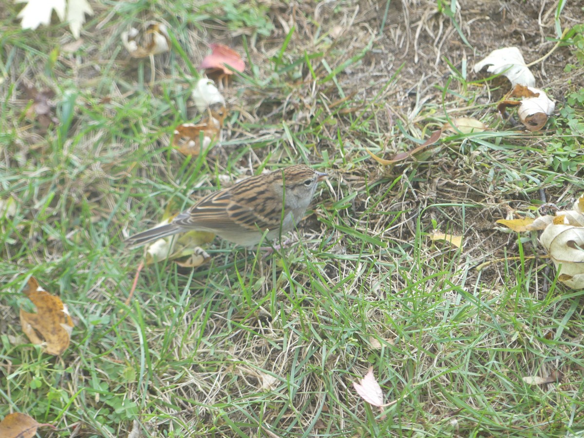 Chipping Sparrow - ML644404197
