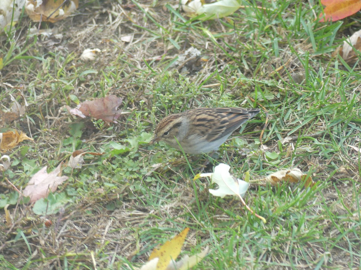 Chipping Sparrow - ML644404198