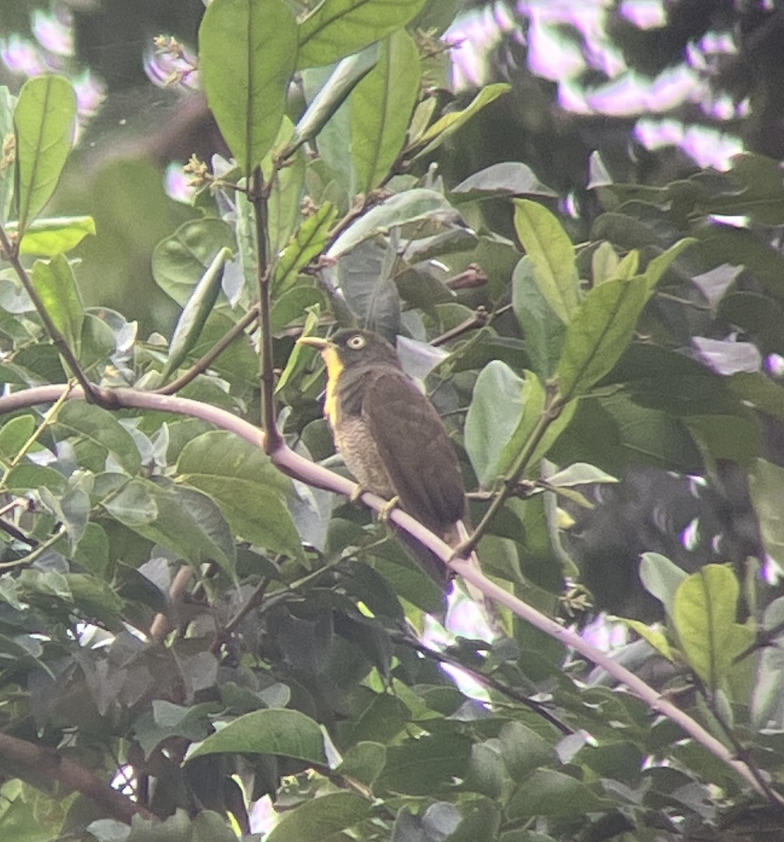 Yellow-throated Cuckoo - ML644404200