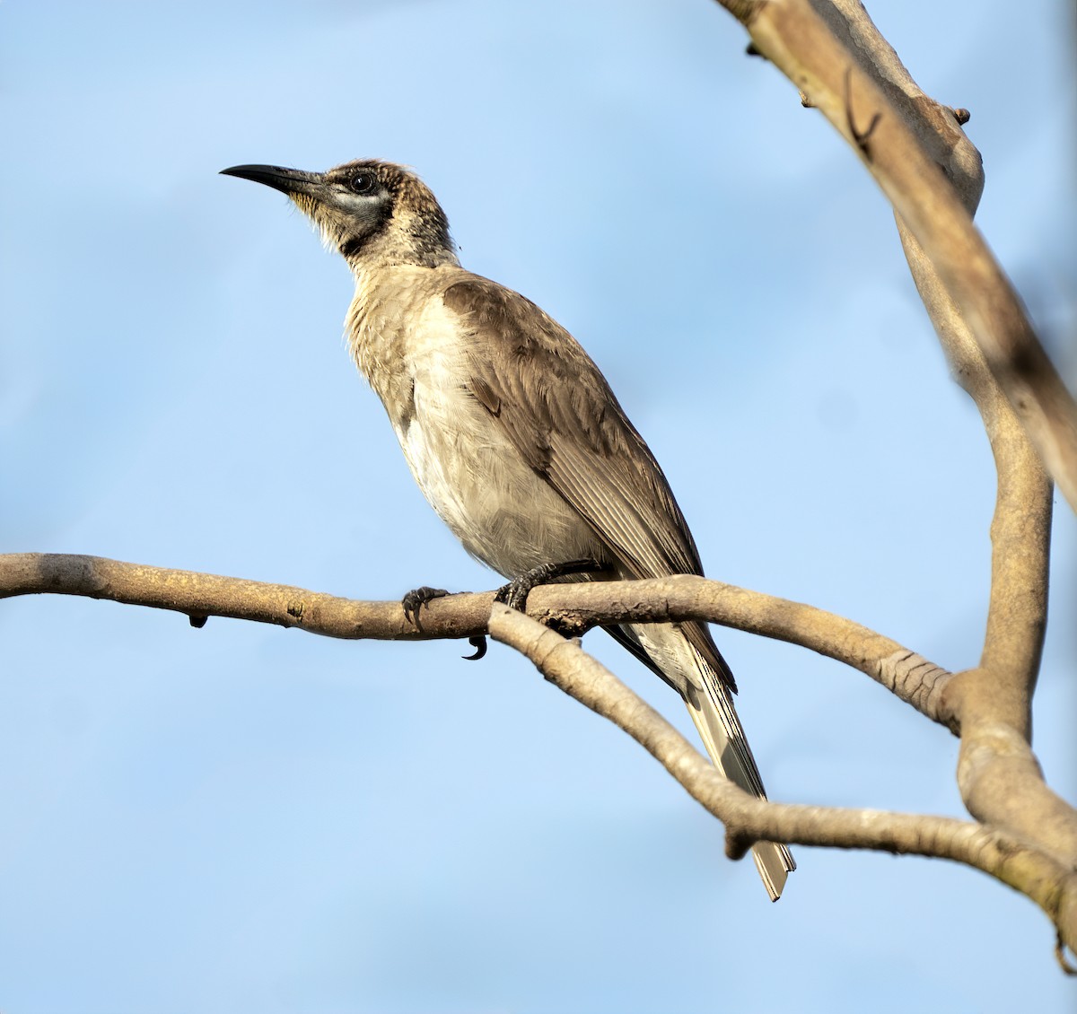 Little Friarbird - ML644404201