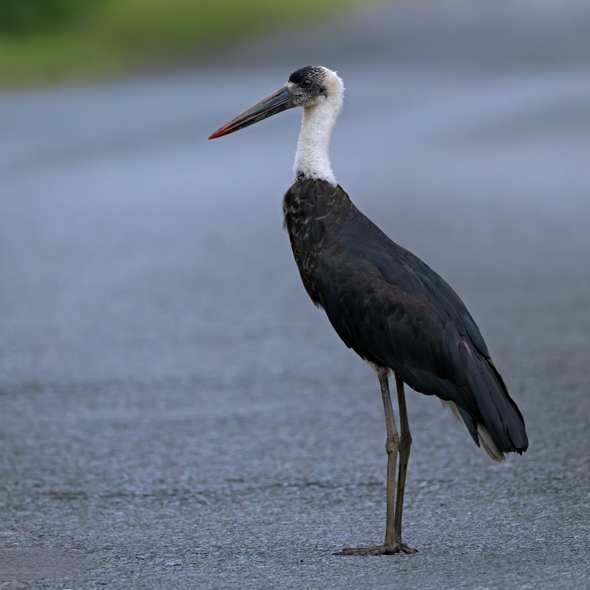 African Woolly-necked Stork - ML644404205