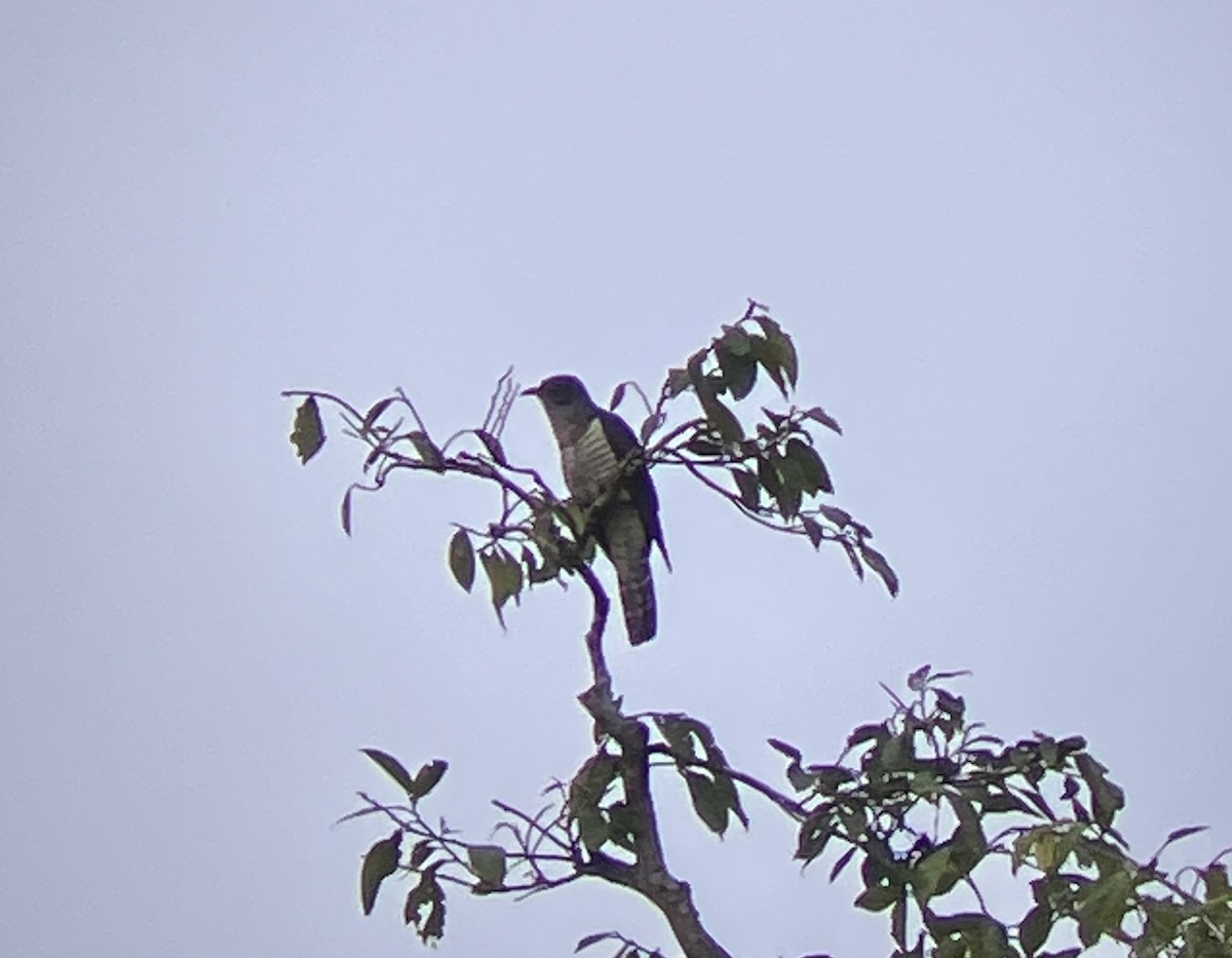 Red-chested Cuckoo - ML644404208