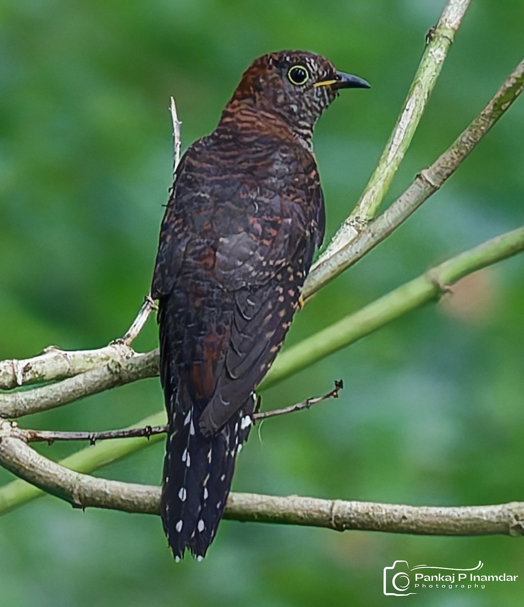 Хурган хөхөө - ML644404212