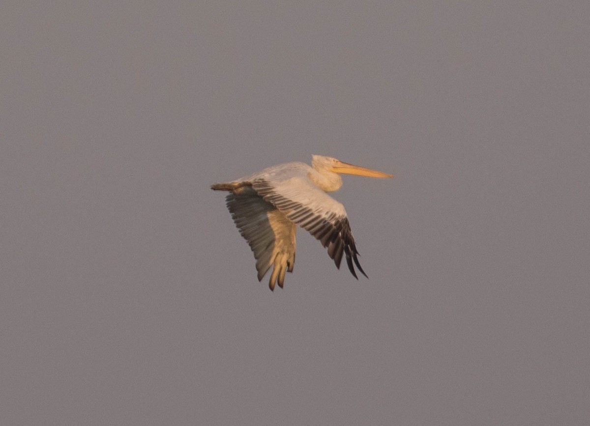 Great White Pelican - ML644404232
