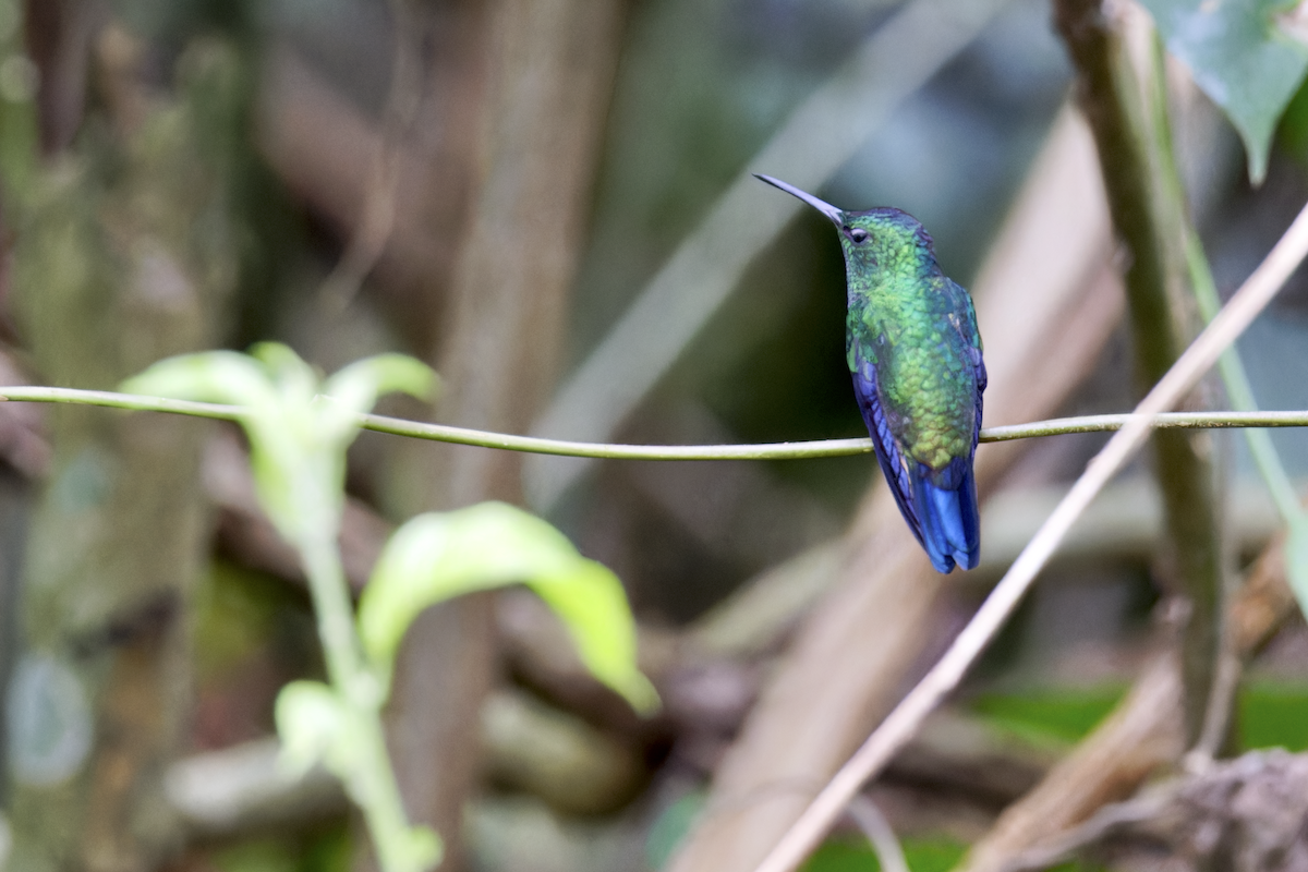 kolibrík ocelovořitý - ML644404235