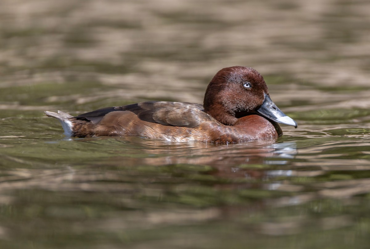 Hardhead - ML644404239