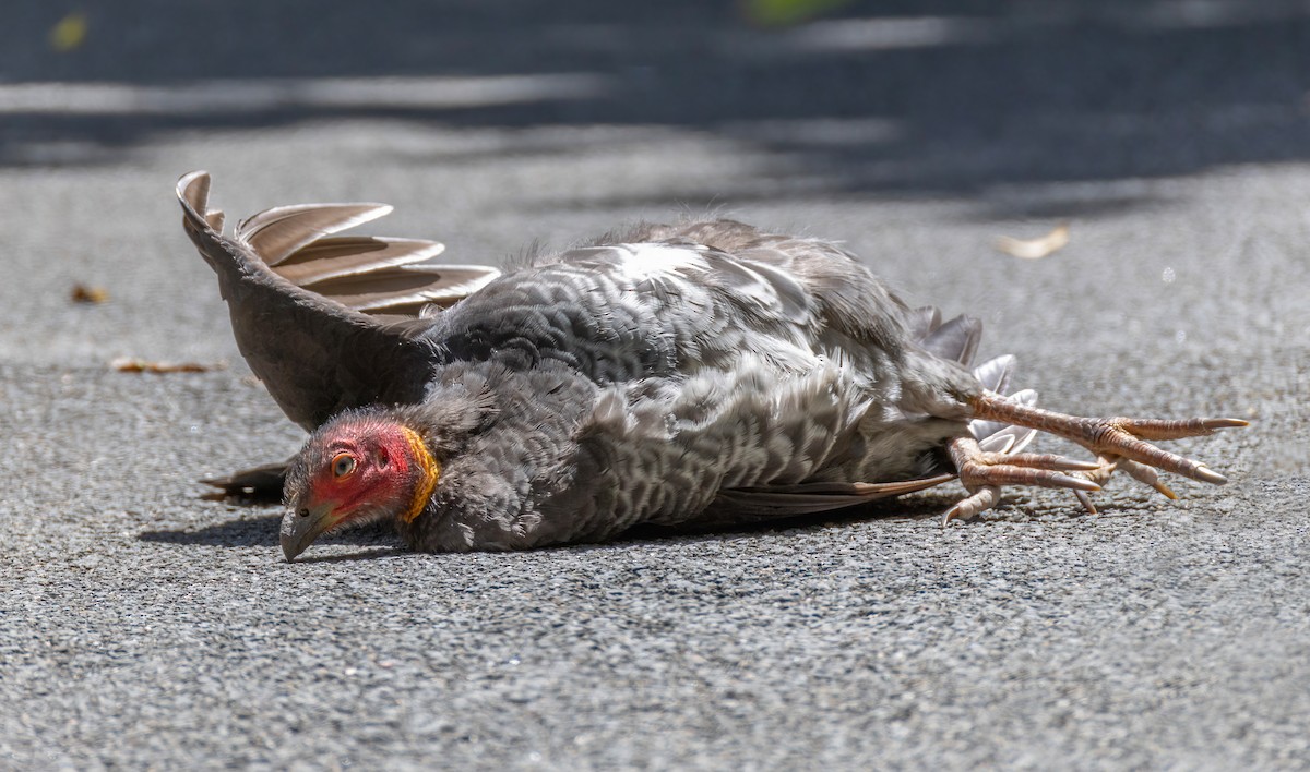 Australian Brushturkey - ML644404243