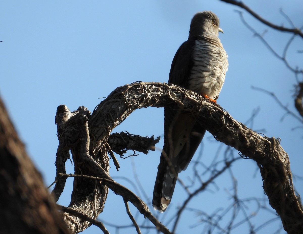 Madagascar Cuckoo - ML644404248