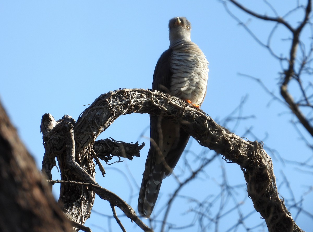 Madagascar Cuckoo - ML644404249