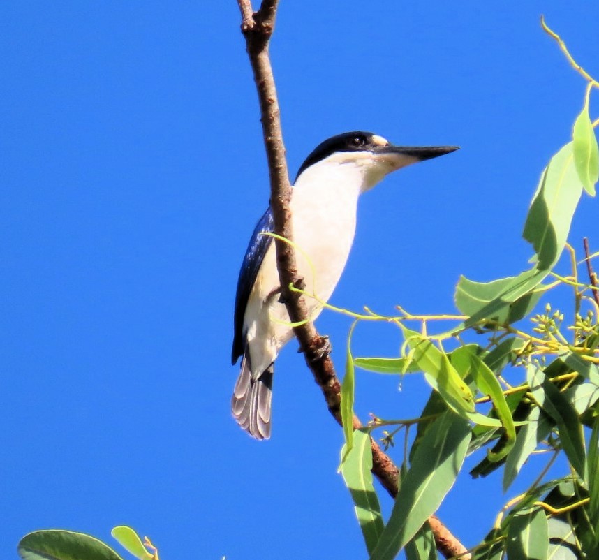 Forest Kingfisher - ML644404261