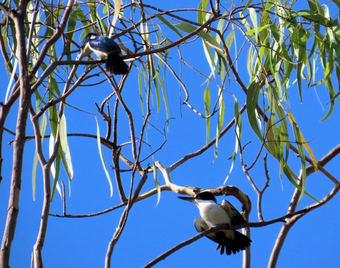 Forest Kingfisher - ML644404262