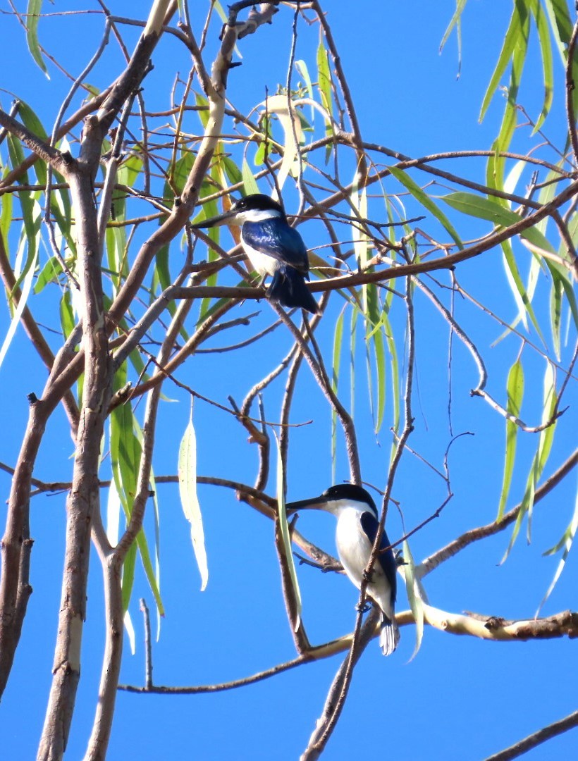 Forest Kingfisher - ML644404263