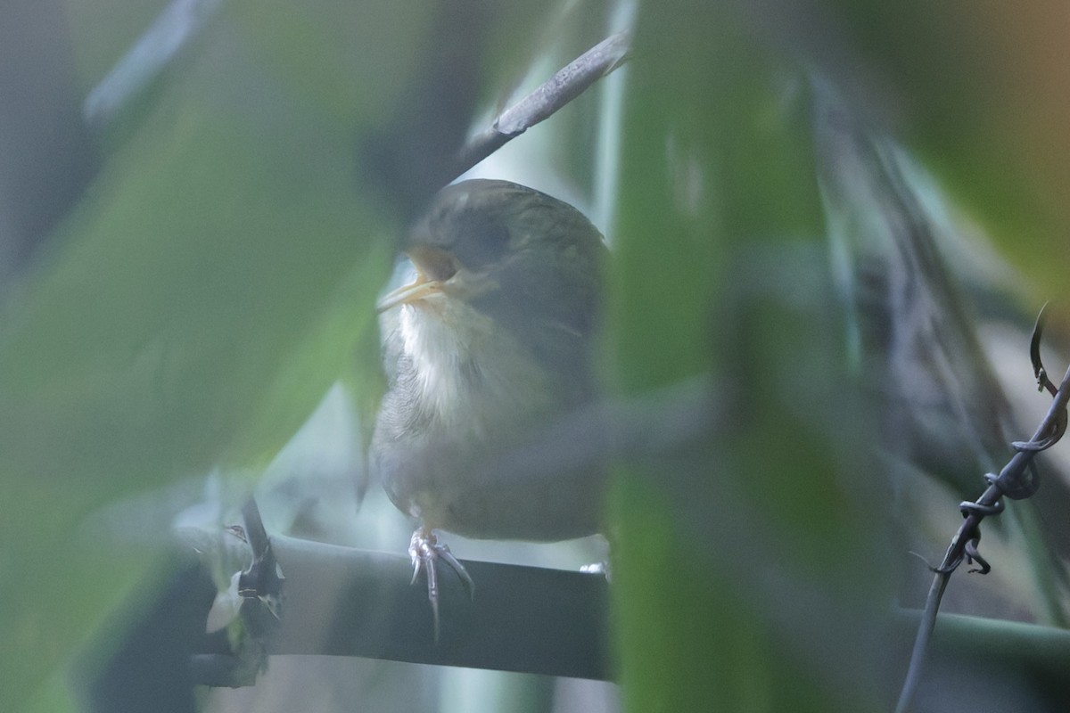Buff-breasted Babbler - ML644404277