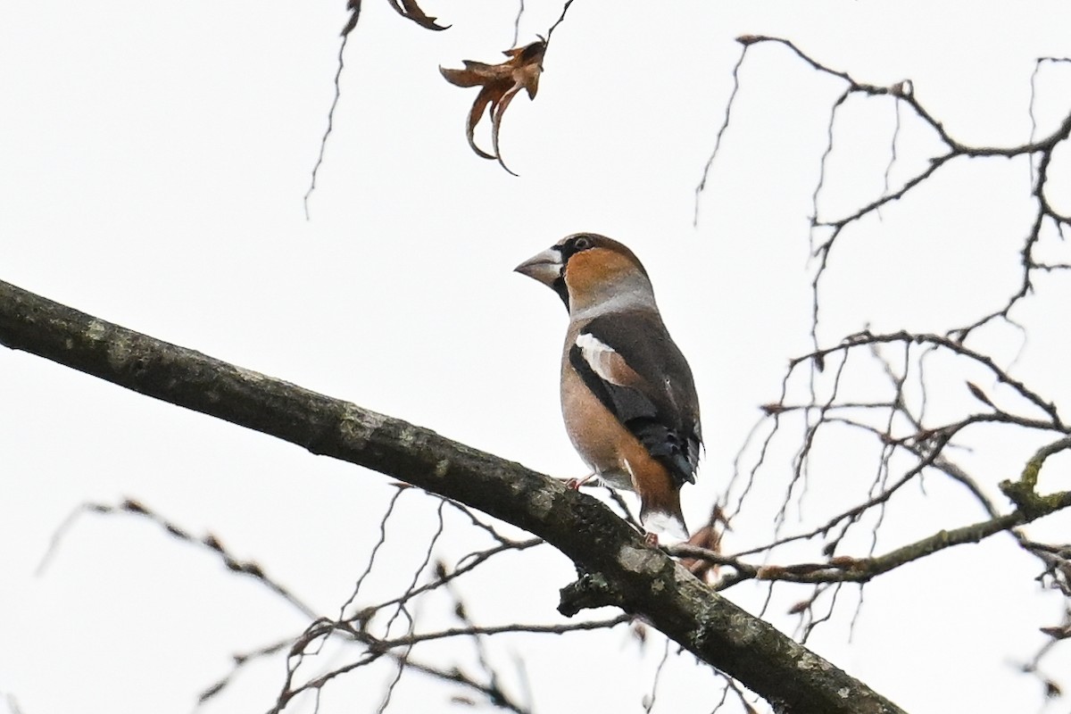 シメ - ML644404283